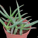 Aloe jacksonii P1150386.JPG